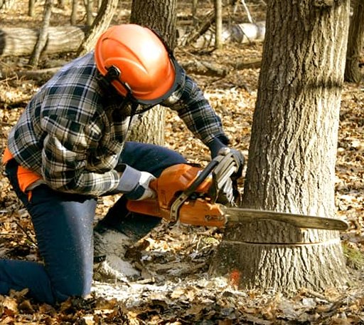 Tree Removal in Fountain City, WI